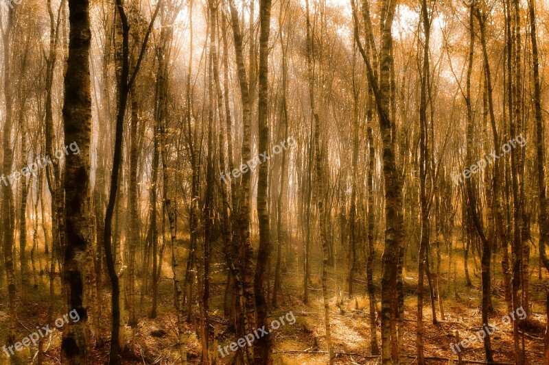 Autumn Birch Birch Forest Nature Landscape