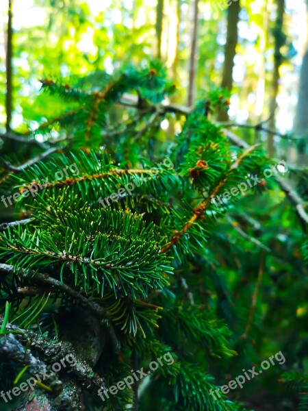 Tree Fir Tree Needles Nature Autumn