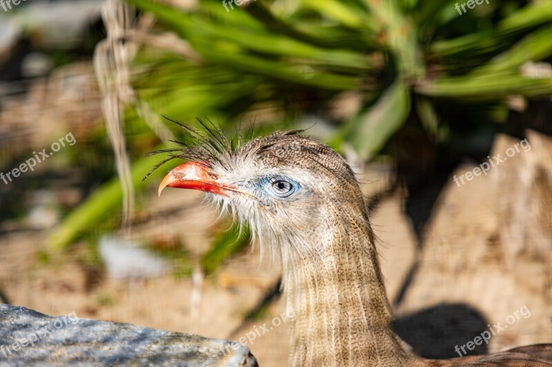 Cariama Bird Animal Beak Crest