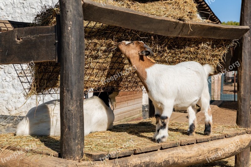 Goat Animal Farm Horns Hay