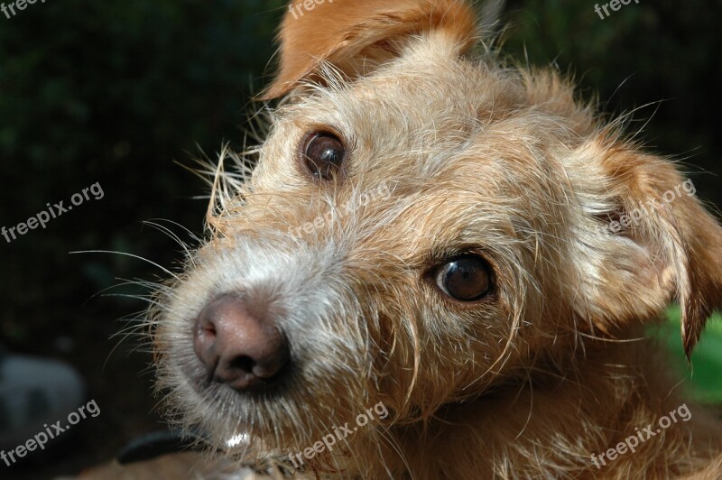 Dog Face Terrier Snout Dog Look