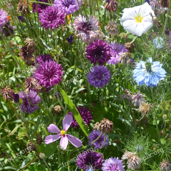 Flowers Flower Colors Grass Summer