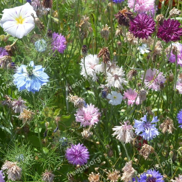 Flowers Flower Colors Grass Summer