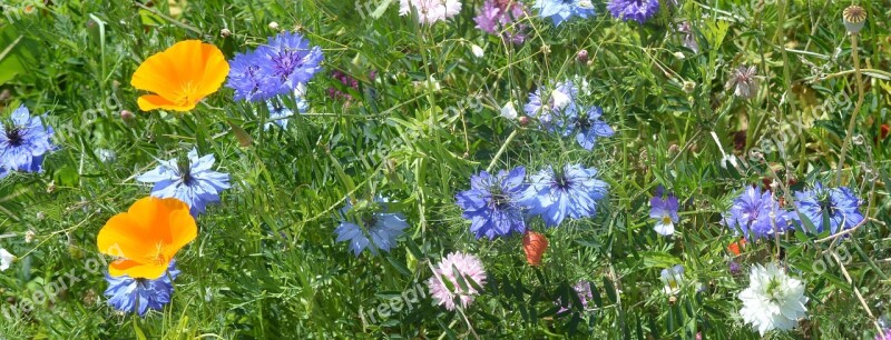 Flowers Flower Colors Grass Summer