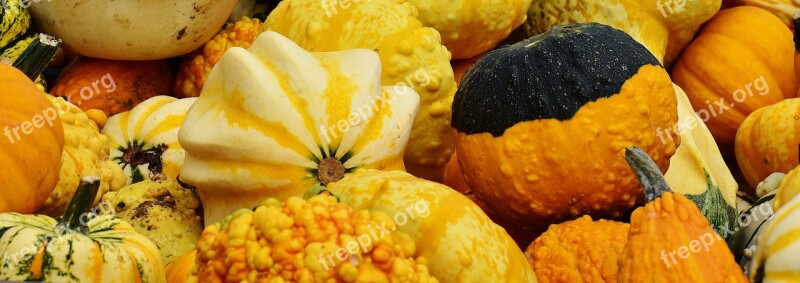 Pumpkins Autumn Autumn Decoration Harvest Decorative Squashes