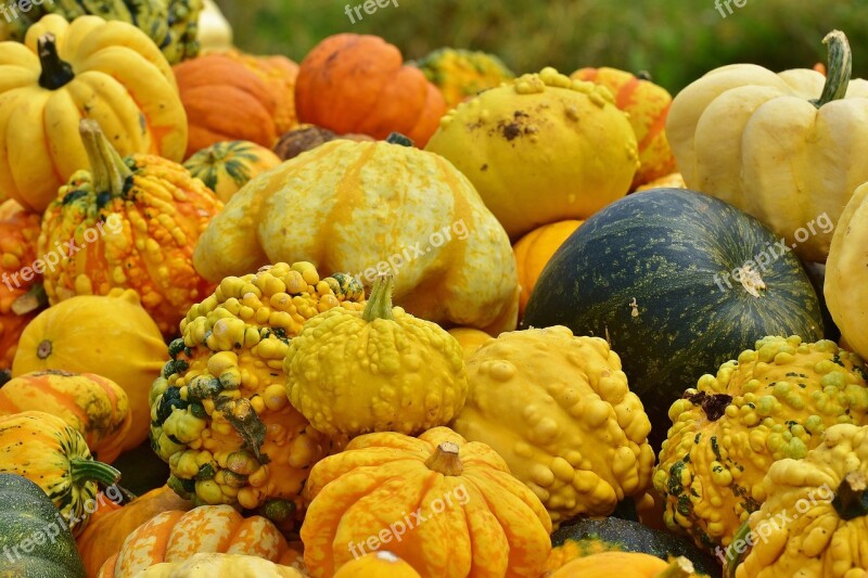 Pumpkins Autumn Autumn Decoration Harvest Decorative Squashes