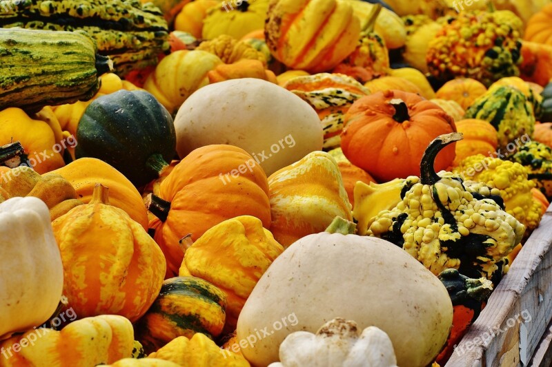 Pumpkins Autumn Autumn Decoration Harvest Decorative Squashes