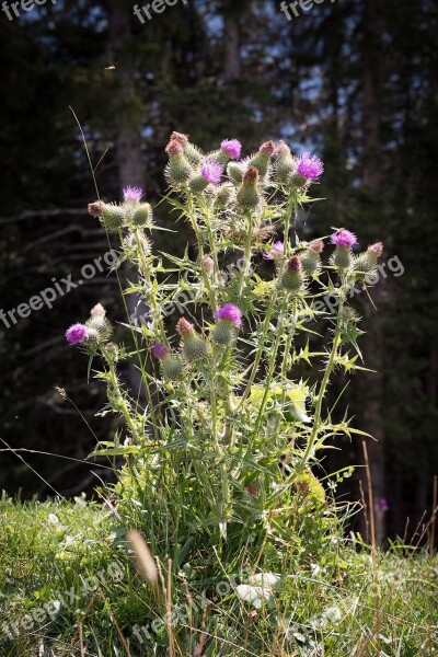 Off Thistle Carduus Acanthoides Thistle Plant Nature