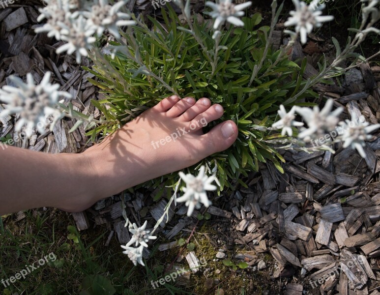 Foot Edelweiss Nature Plant Alpine Flower