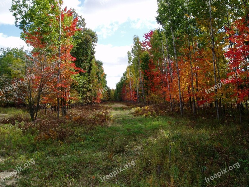 Natural Trees Forest Season Landscape