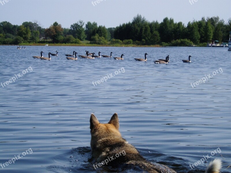 Hunting Dogs Animal Outdoor Hunt