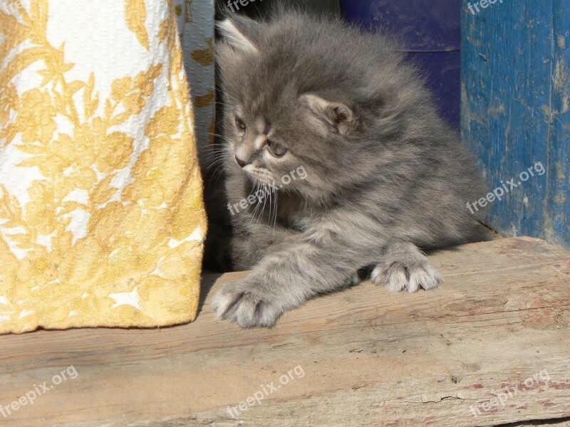 Animals Cats Kitten Kittens Playing Kittens