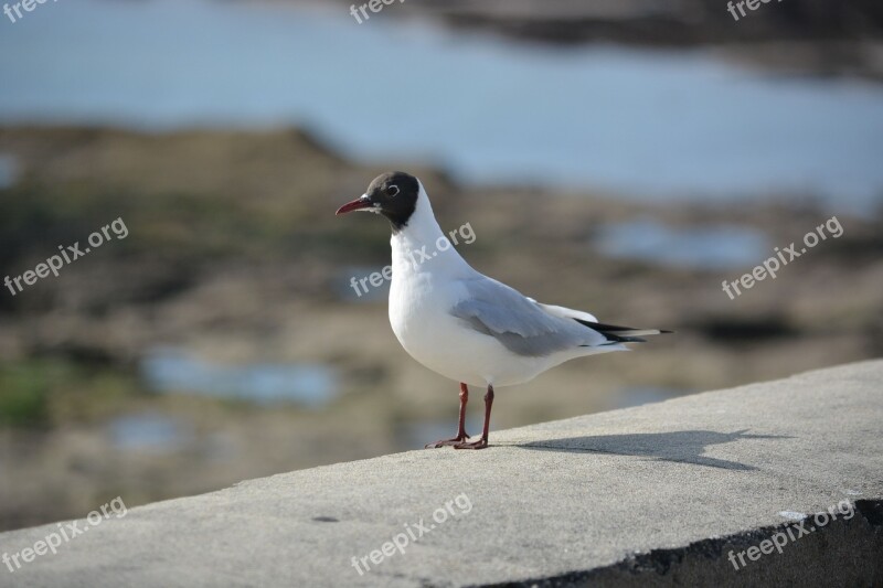 Seagull Black-headed Gull Fauna Wildlife Bird