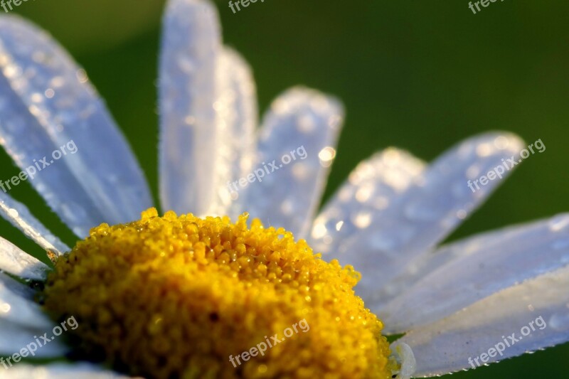 Daisy Rosa Drops Of Water White Flakes Sunrise