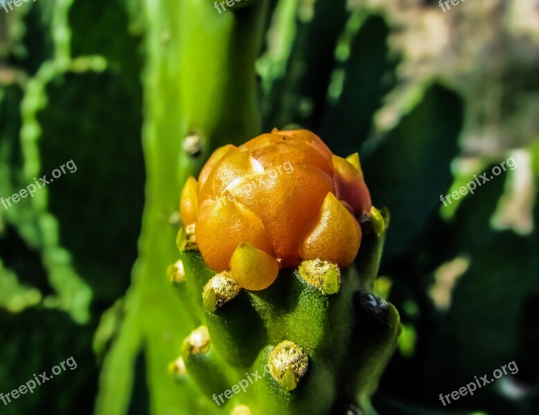 Flower Cactus Plant Nature Flora