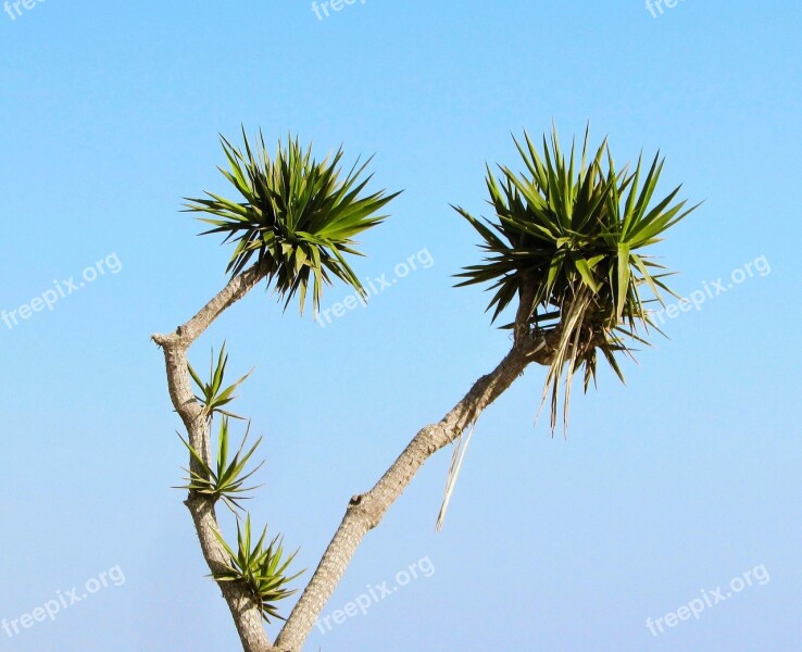 Cyprus Ayia Napa Cactus Park Cactus Tree