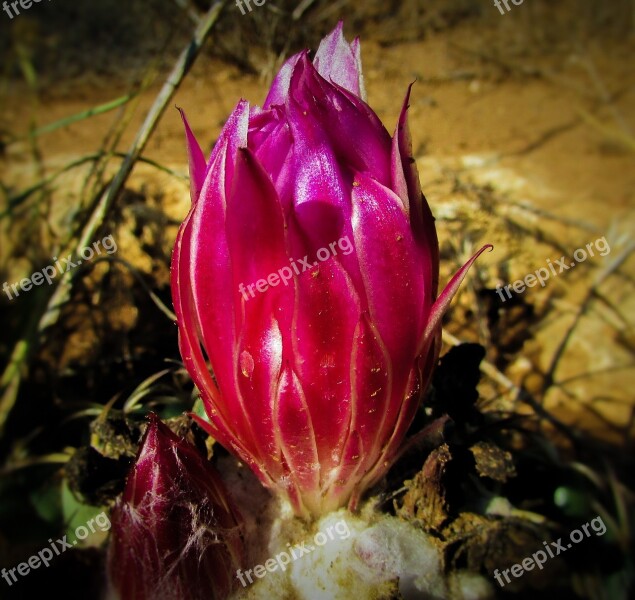 Flower Cactus Plant Nature Flora