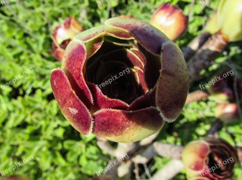 Flower Cactus Plant Nature Flora