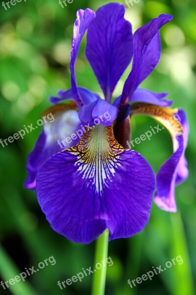 Iris Flower Blossom Bloom Garden