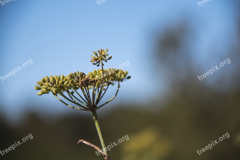 Flower Wild Nature Wild Flowers Grass