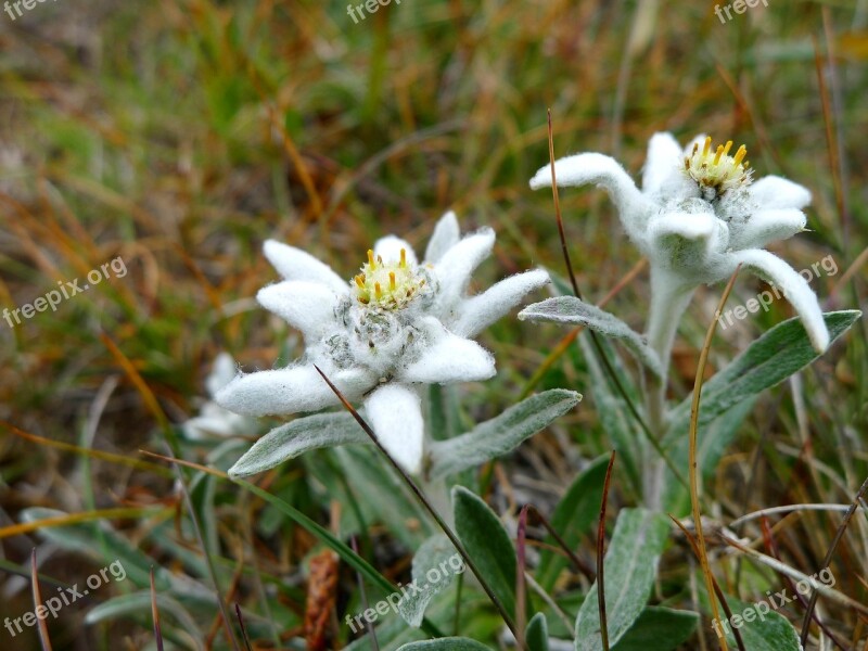 Edelweiss Plant Flowers Nature Conservation Free Photos