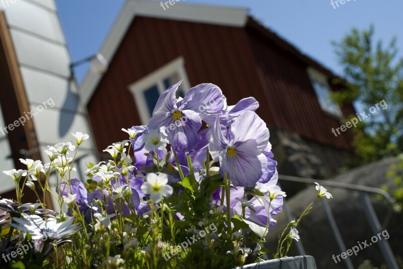 Penseer House Plants Flower Pot Summer The Archipelago