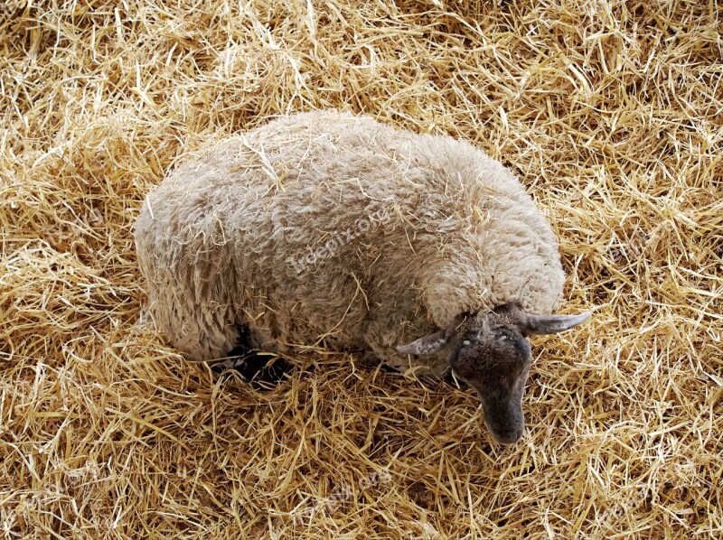 Sheep Above Straw Wool Grazing