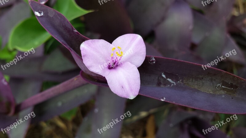 Purple Wandering Jew Plant Wandering Flora