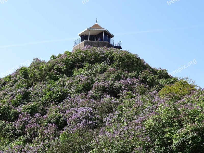 Lilacs Lilac Mountain Netherlands Nature