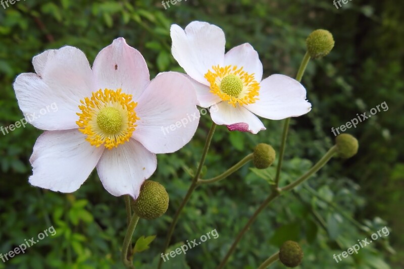 Anemone Fall Anemone Blossom Bloom Garden Plant