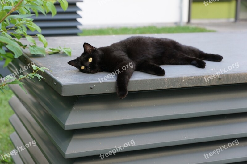 Cat Black Animal Relaxation Barsik