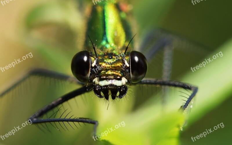 Dragonfly Close Up Macro Eye Compound