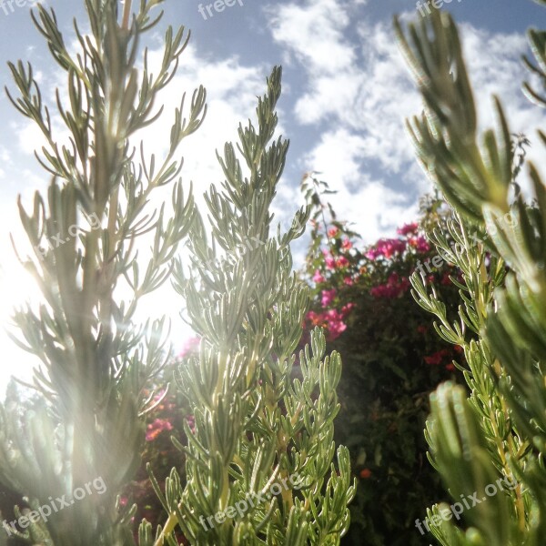 Rosemary Herb Herbs Flower Green