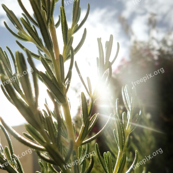 Rosemary Herb Herbs Garden Natural