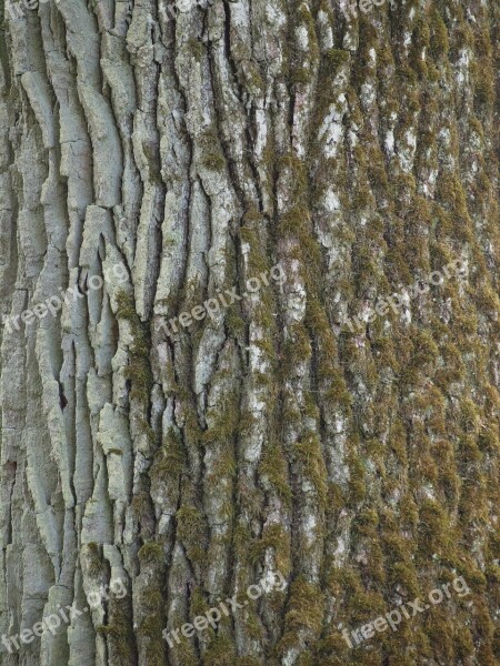 Bark Wood Tribe Oak Log