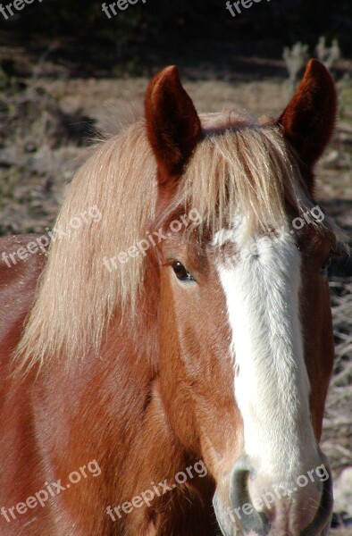 Horse Equine Equestrian Ranch Rural