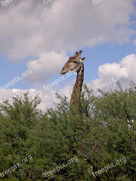 Giraffe Bushveld Survey Free Photos