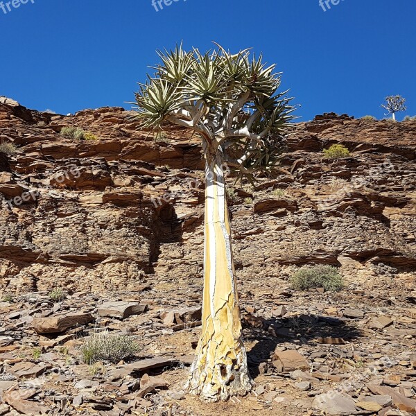 Quiver Tree Bushman Khoi Arrows Free Photos