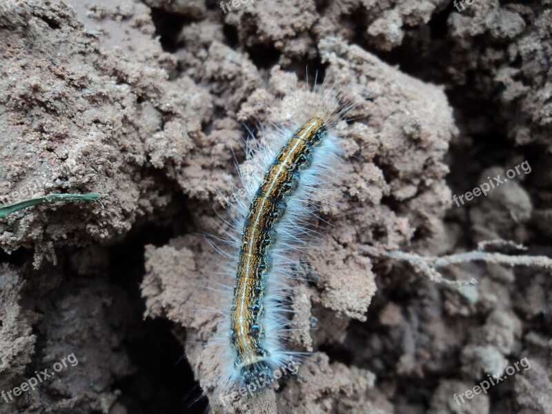 Caterpillar Dirt Hairy Earth Ground