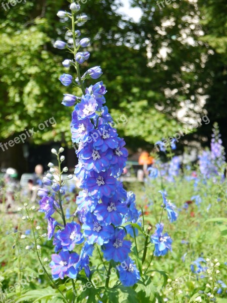 Flower Blue Nature Garden Summer