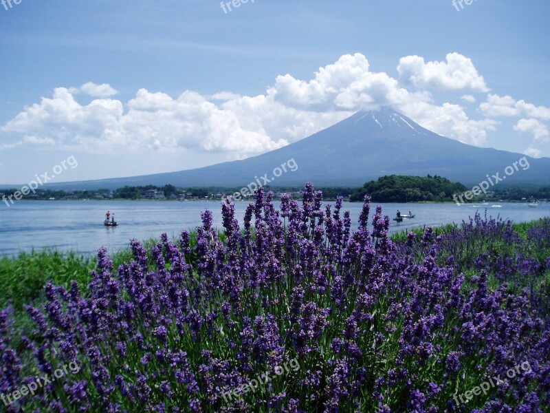 Mt Fuji Lavender Lake Kawaguchi Summer Blue Sky