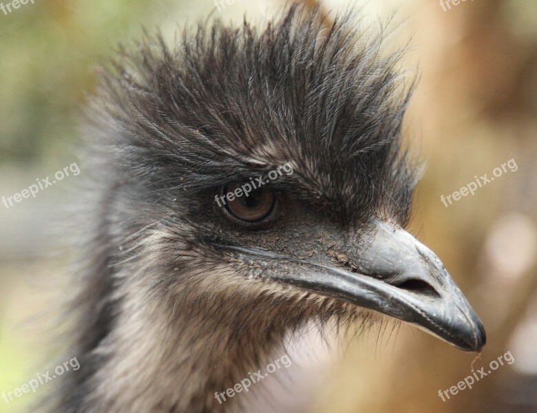 Emu Animal Bird Head Beak