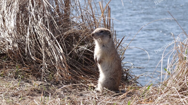 Nature Animals Gopher Animals In Nature Free Photos