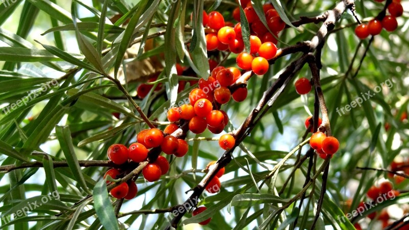 Nature Plants Berry Sea-buckthorn Free Photos