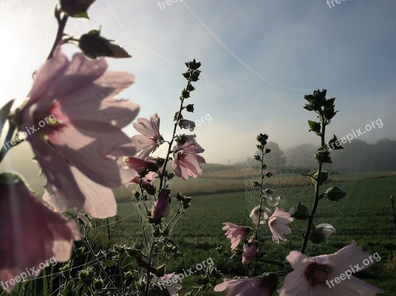 Mallow Flowers Nature Spider Webs Pink Mallow