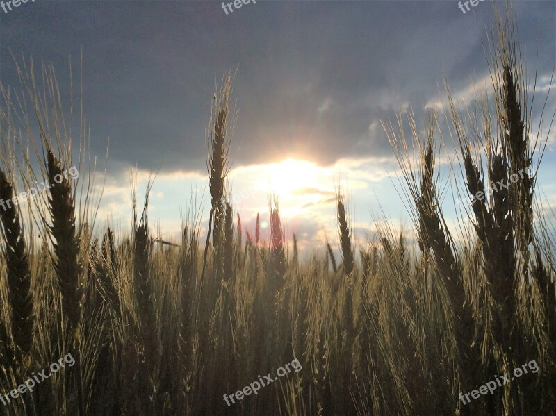 Grasses Field Meadow Nature Landscape