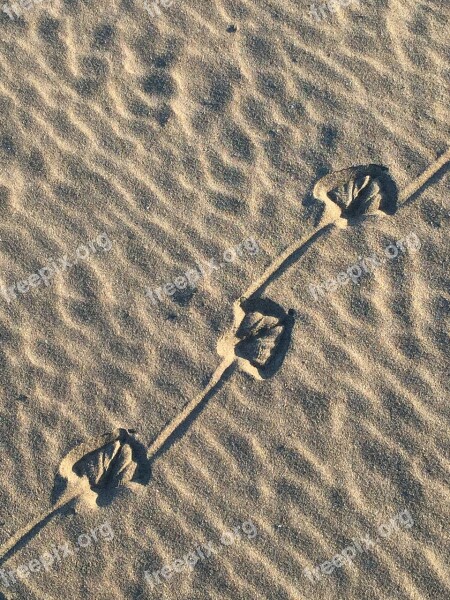 Prints Sand Beach Traces Bird