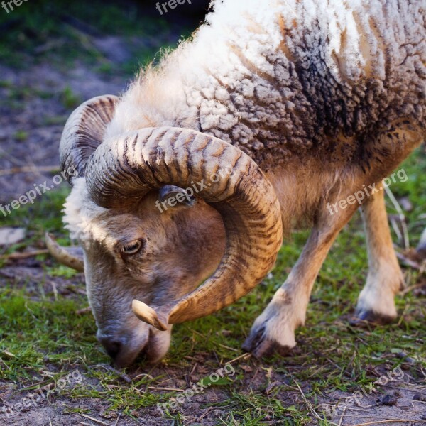 Aries Antlers Pet Pasture Farm