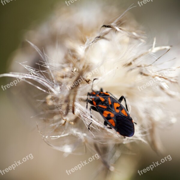 Beetle Dry Thistle Detail Nature Autumn