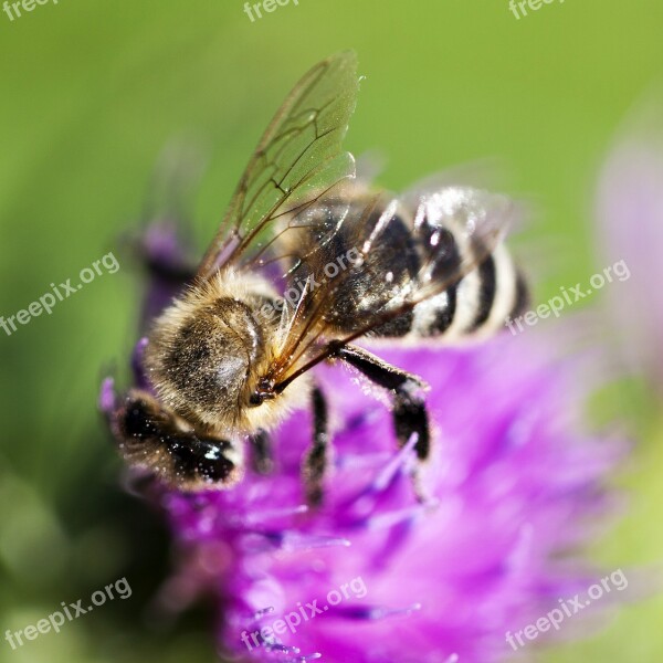 Bee Clover Pink Flower Detail Free Photos